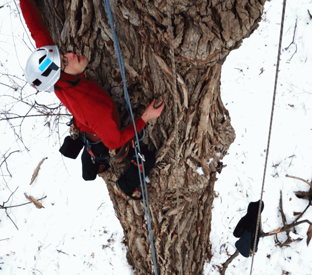 Tree Fool 74’high Face Climbing AWESOMENESS! (vid) – TREEfool