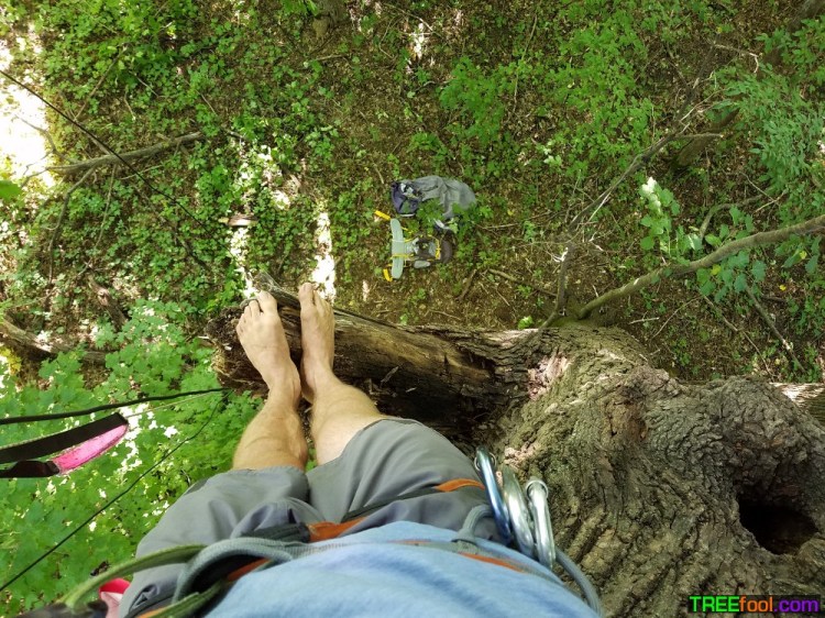 Tree Fool barefoot-tree-climbing – TREEfool
