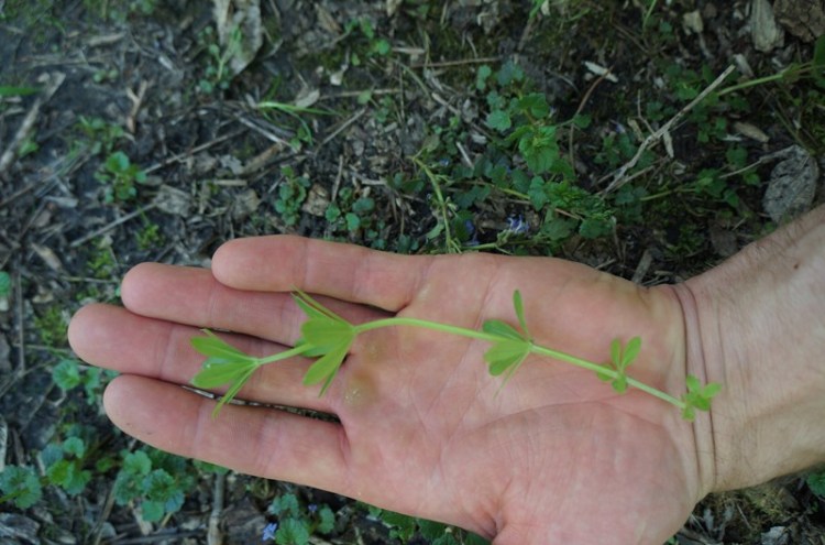 Tree Fool Edible Cleavers Plant – TREEfool
