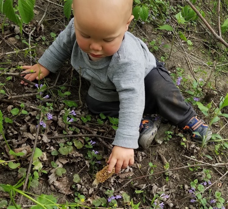 Tree Fool Morel Hunting in South Dakota – TREEfool