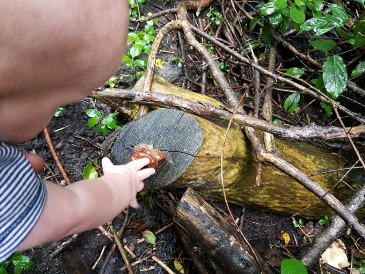 Tree Fool How to Find and Eat Wood Ear Mushrooms – TREEfool