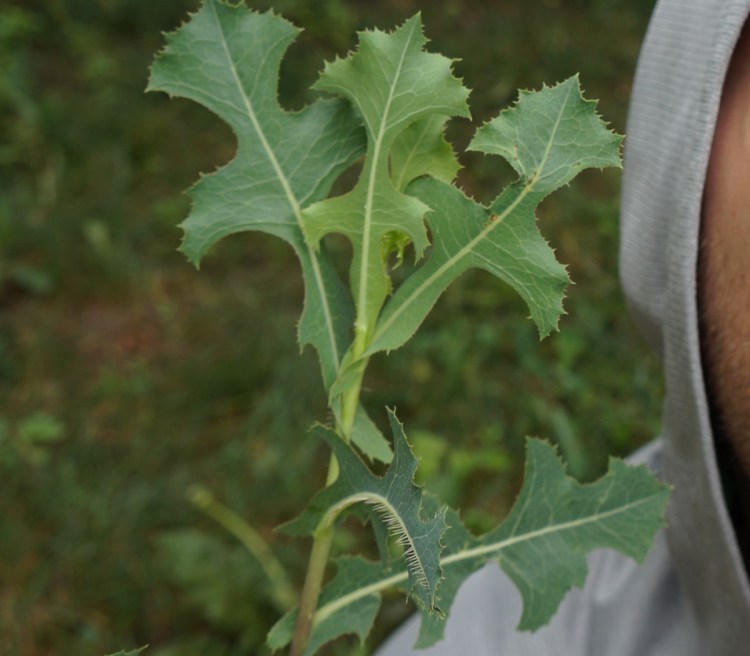Tree Fool Wild Edible Foods of the Midwest – TREEfool